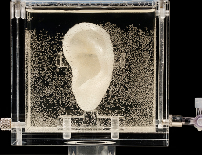 Sugababe; a hearing ear cloned from Van Gogh