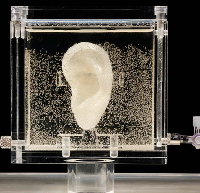 Sugababe; a hearing ear cloned from Van Gogh